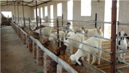 肉羊养殖基地疾病防控怎么做