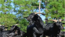 黑山羊养殖技术和育肥方法