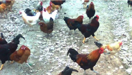 冬季鸡的饲养管理技术