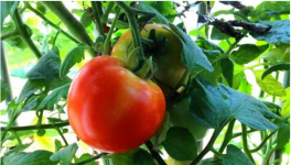 大棚番茄筋腐病的防治方法