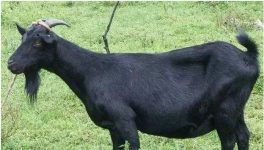 黑山羊养殖方法和现状