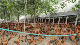 家庭规模养鸡饲料配制中的问题及解决办法