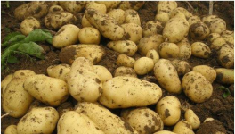 土豆生长期多少天