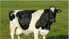 养殖奶牛前景如何