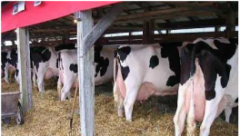 养好奶牛需要避免的误区？