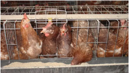 蛋鸡不同季节饲养和管理方法