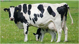 奶牛养殖比较麻烦的四个点总结