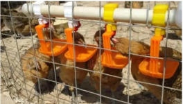 高温对肉鸡的不利影响 高温季节肉鸡的营养调控
