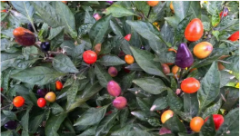观赏辣椒树的种植方法