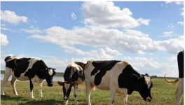 奶牛饲养管理技术问题
