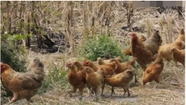 影响鸡种蛋孵化率的几个因素