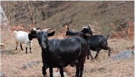 黑山羊品种改良与饲养管理