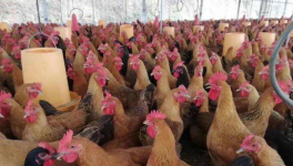 规模化肉种鸡场常用消毒药的使用方法及注意事项