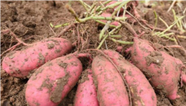 红薯种植技术与管理