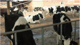 春季奶牛疾病的防治