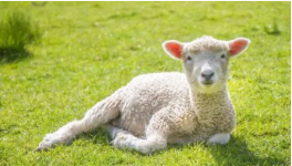 母羊的接产工作与羔羊护理方法