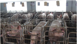 猪价涨势扩大，南北飘红增多 养猪户的“春天”来了？