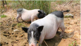 香猪的养殖方法