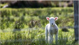 梦见独角羊是什么意思？