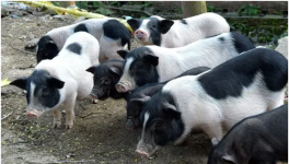 藏香猪养殖条件有哪些？该怎么养？