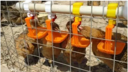 鸡常用疫苗及给鸡打疫苗最常用的5种方法