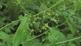 柴胡种植技术要点