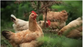 鸡抗球虫药物的使用方法 使用抗球虫药注意事项