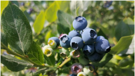 南方适合种什么品种的蓝莓