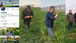 如何科学种植稻麦？稻麦种植专家团队为农户稳产高产保驾护航！