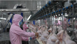 新疆墨玉：发展鸡产业 打造“育产加销”全产业链